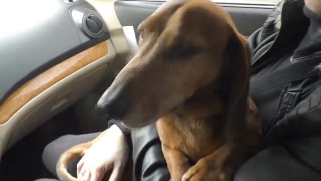 Такса потеряшка 24.04.2016 смотреть онлайн