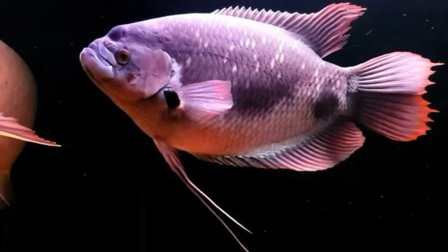 Varieties Of Giant Gourami ||Top 8 Giant Gourami Fish смотреть онлайн