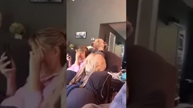 Видео,приколы,юмор,смех смотреть онлайн