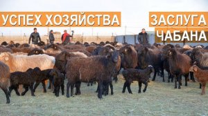 Как сделать хозяйство прибыльным? Работа чабана - залог успеха! Гишларкаев Е.И.