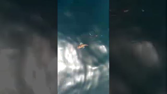 рыба петух смотреть онлайн