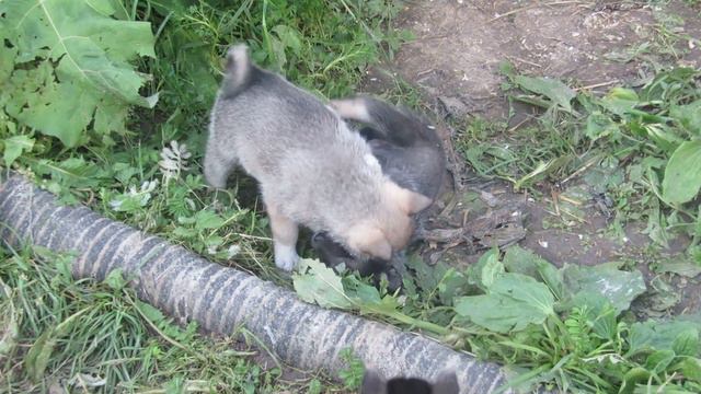 ЩЕНКИ ИГРАЮТ ДЕРУТСЯ!!! смотреть онлайн