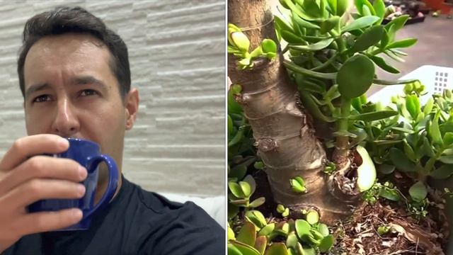 Coisas MALUCAS com SUCULENTAS 🍀 смотреть онлайн