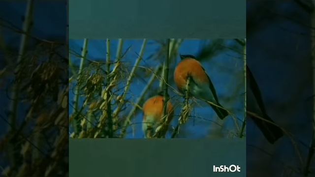 Антикварная мебель смотреть онлайн