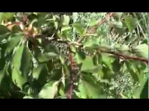 урожай абрикоса в Сибири