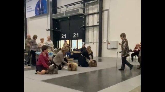 Сравнение на лучшего кобеля породы Пекинес смотреть онлайн