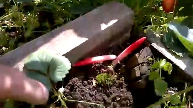 Мутинус равинелли смотреть онлайн