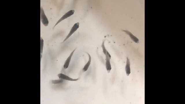 Чем кормить малька. Размножение малавийских цихлид смотреть онлайн