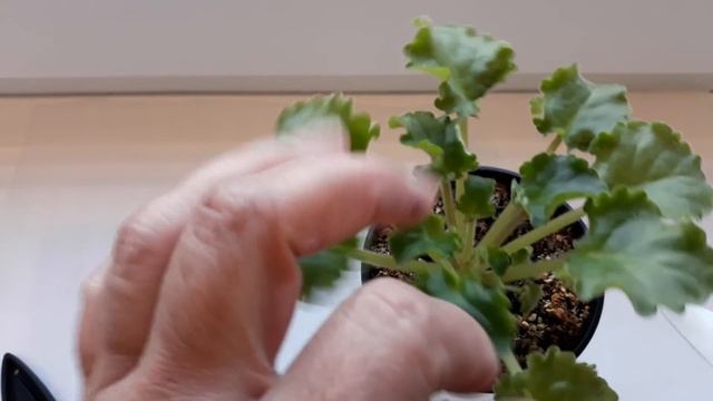 Не фиалка, а пучок петрушки??☹ Королева Красоты.Выбросить, что ли?????? смотреть онлайн