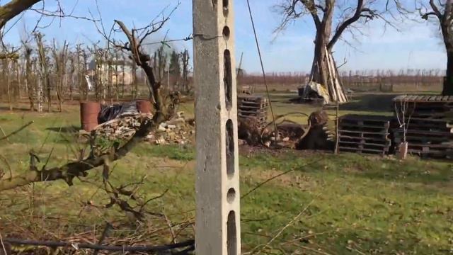 Сливы "фишка" от фермеров смотреть онлайн