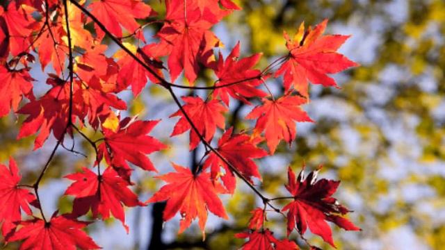 RELAXING PIANO+CELLO MUSIC, INSPIRING FALL смотреть онлайн