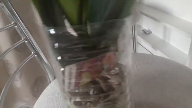 Обзор орхидей часть 2 .ремонт 2019г. смотреть онлайн