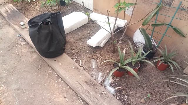 Воздушные атводки инжира (укоренение инжира). смотреть онлайн