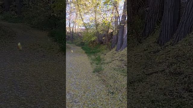 Что такое листопад ?Красивые листики-вертолетики нежно падают на землю ??? смотреть онлайн