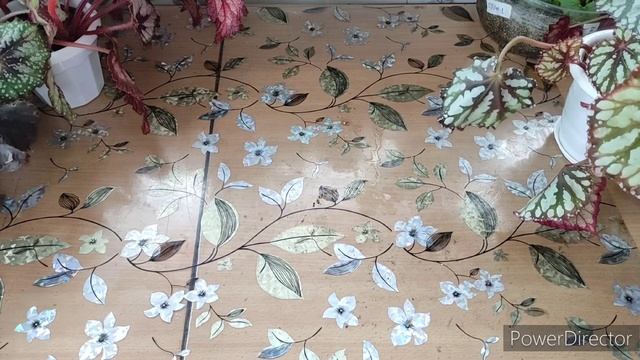 Мои бегонии,следующий стеллаж??☘️ смотреть онлайн