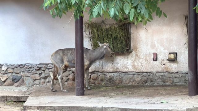 MOSCOW ZOO | МОСКОВСКИЙ ЗООПАРК | parc zoologique de Moscou | Zoológico de Moscú | Moskauer Zoo смотреть онлайн