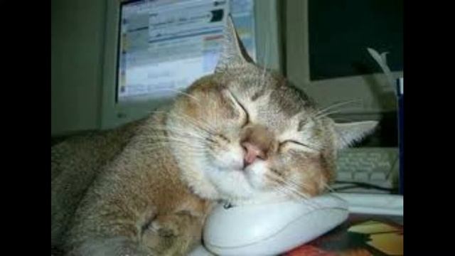 Песня "Кот Василий" смотреть онлайн