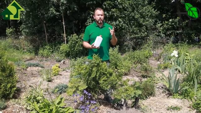 ЗАВЯЗИ ЕСТЬ, НО НЕ РАСТУТ, ЖЕЛТЕЮТ. ЧТО ДЕЛАТЬ, ЧТОБЫ ЗАВЯЗИ АКТИВНО НАРАСТАЛИ? ПОДКОРМКА ОГУРЦОВ. смотреть онлайн