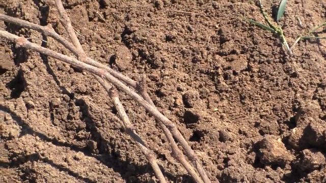 Виноград. Тепло пришло. Не забудьте открыть виноград. смотреть онлайн