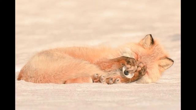 MirFactov - 7 самых милых животных с острова Хоккайдо смотреть онлайн