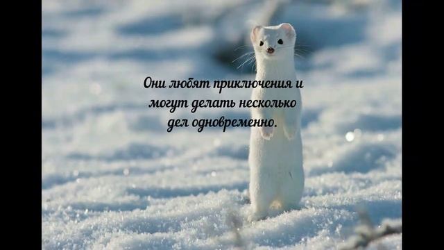 Славянский гороскоп. Кто вы? Рожденные под знаком Горностай с 10 марта-9 апреля смотреть онлайн