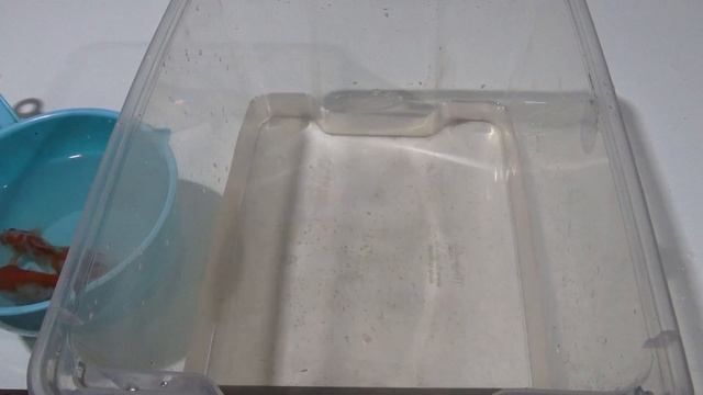 ЭТОТ МЕТОД ДАЁТ ГАРАНТИИ!ЗОЛОТЫЕ НЕРЕСТ! смотреть онлайн