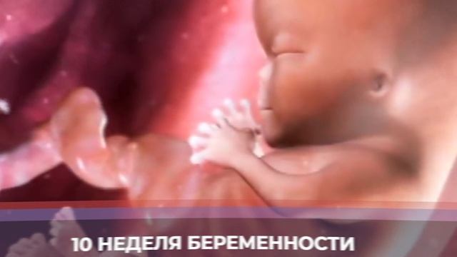 Десятая Неделя Беременности. Двенадцатая Акушерская Неделя. смотреть онлайн