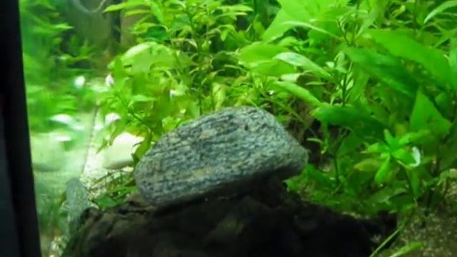 Мраморная боция и рука смотреть онлайн