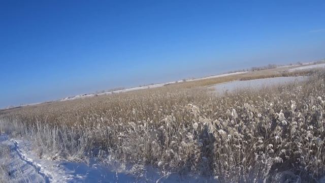 СУПЕР ОХОТА НА ФАЗАНА после снегопада! Охота на фазана в Казахстане. Охота на фазана с дратхаарами. смотреть онлайн