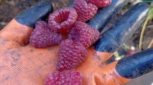 Малина Джоан Джей огромная ягода копаем саженцы