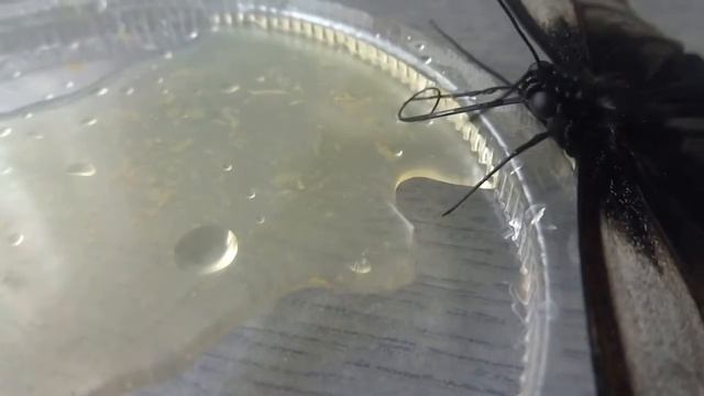Парусник Леви Papilio Lowi крупная тропическая бабочка из Филиппин смотреть онлайн