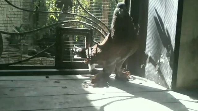 разные андижанцы 28.09.2022 смотреть онлайн