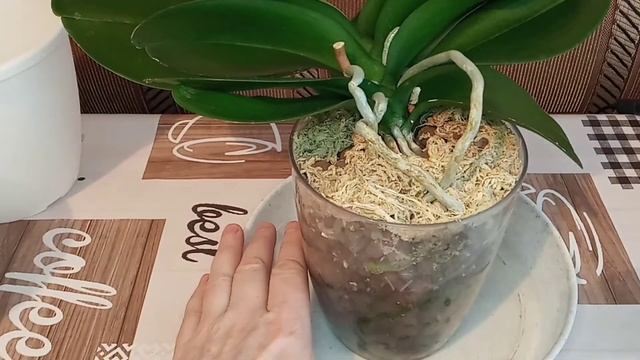 275) ПЕРЕСАДКА ОРХИДЕИ ИЗ КЕРАМЗИТА...В КЕРАМЗИТ ...МОЖЕТ НАКОНЕЦ ТО ЗАЦВЕТЁТ ? ?? смотреть онлайн