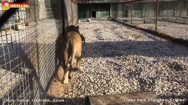 Мама Лейла выгуливает разноцветных львят. Львята все смелее. Тайган. Multi-colored lion cubs. смотреть онлайн
