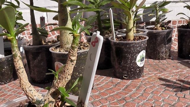 Адениум-arabicum.obesum. Прошло 7 месяцев.