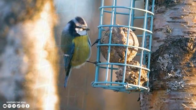 Исцеляющая музыка для сердца и сосудов ? Нежная музыка, успокаивает нервную систему #1 смотреть онлайн