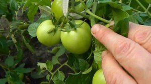 Томат Детская сладость.