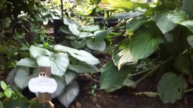 Brunnera; Mr Morse and Looking Glass смотреть онлайн