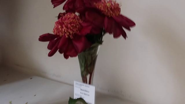 Фестиваль пионов смотреть онлайн