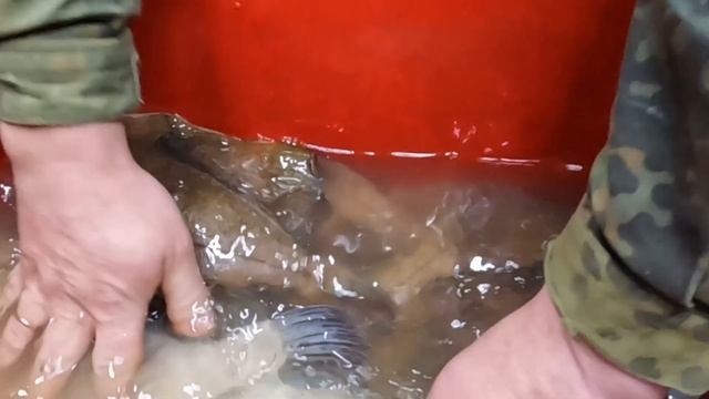 ВКУСНЫЙ ВЯЛЕНЫЙ КАМБАЛА-ЁРШ. ЗОЛОТАЯ РЫБКА ИЗ МУРМАНСКА. 