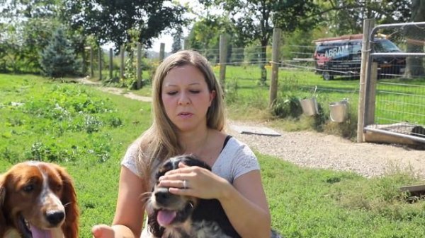 Welsh Springer Spaniel vs English Springer Spaniel