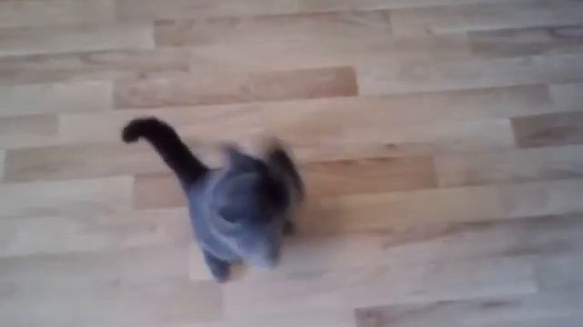 Кошка делает Суслика, Реальный прикол!!! смотреть онлайн