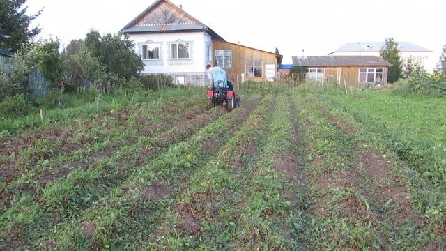 Мини трактор МТ-110 косит картофельную ботву. смотреть онлайн