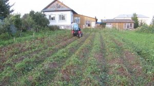 Мини трактор МТ-110 косит картофельную ботву.