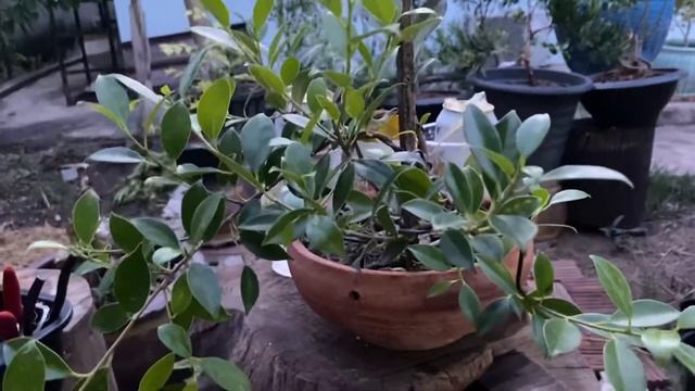 How to make a Bonsai (Ficus annulata) смотреть онлайн