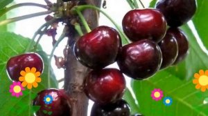 Вишня обыкновенная Владимирская. Краткий обзор, описание характеристик, где купить саженцы