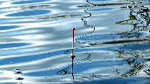 Караси и карасики на поплавок в ноябре и грибы порадовали!