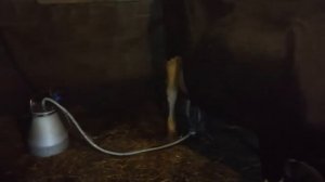 Доильный аппарат МДУ-3Б. Применение в нашем хозяйстве