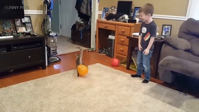 Кошки VS Воздушные шары ?? Смешные кошки играют с воздушными шарами Смешные домашние животные