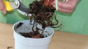 Чем болеют Фуксии? Как вылечить растение?